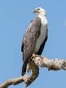 White-bellied Sea Eagle-9157